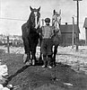 two-horses.jpg